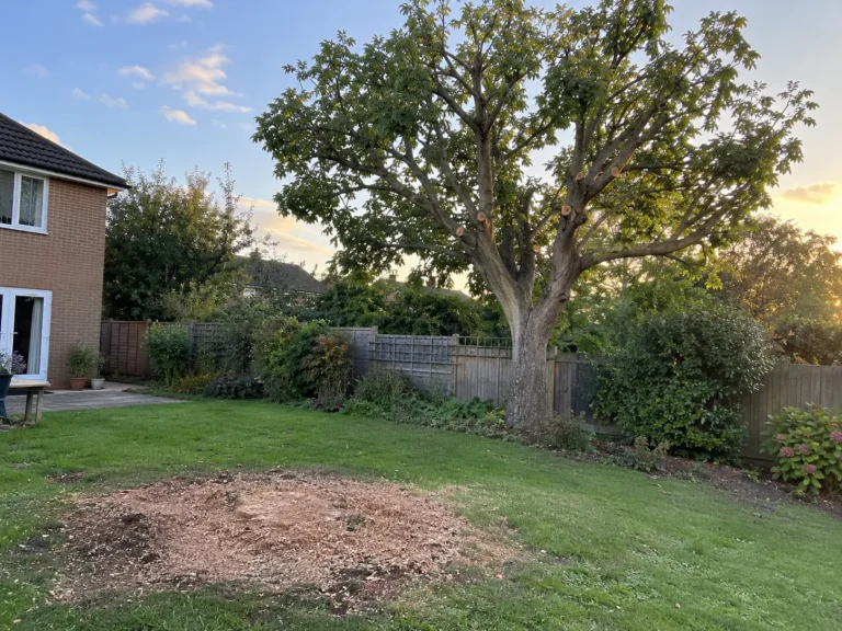 a garden tree freshly crown-reduced with clean pruning cuts, beside a ground-out stump covered in wood chips on the lawn